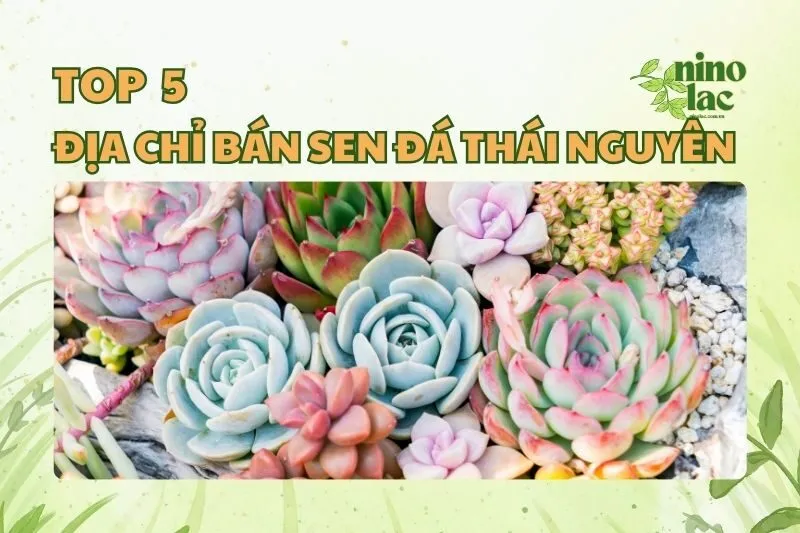 ĐỊA CHỈ BÁN SEN ĐÁ THÁI NGUYÊN