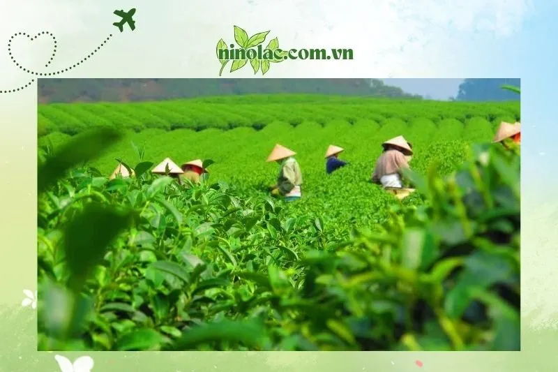 Đồi chè Tân Cương