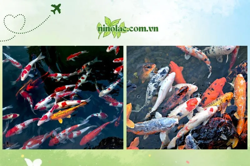 Khám phá ngay 3 quán cafe cá koi cực chill