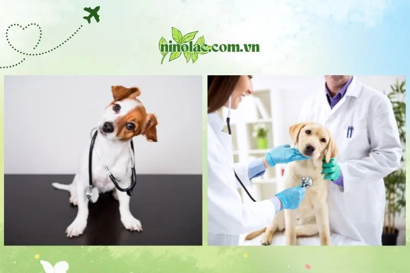 Khám phá ngay 5 phòng khám thú y dưới đây