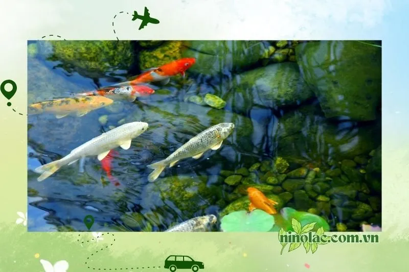 Nông Trại Cà Phê An Koi