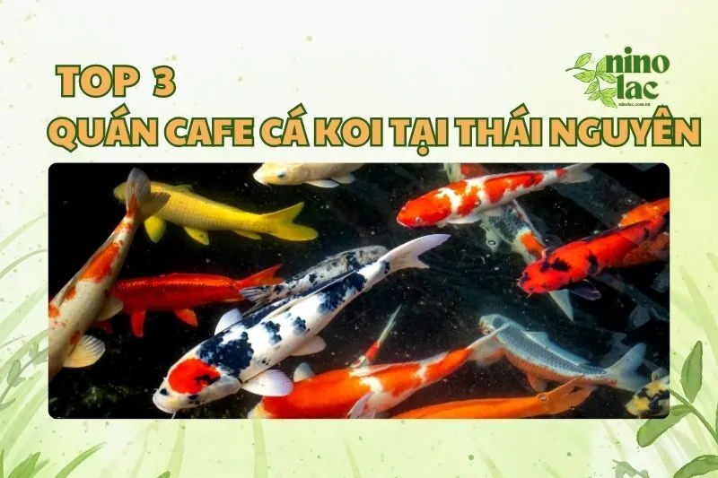 QUÁN CAFE CÁ KOI TẠI THÁI NGUYÊN