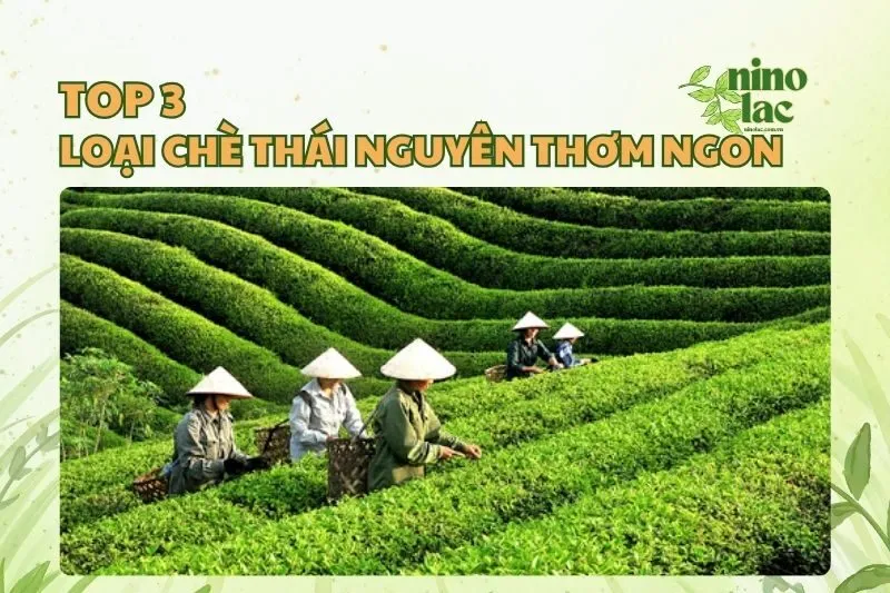 Top 3 loại chè Thái Nguyên thơm ngon khó cưỡng 2025