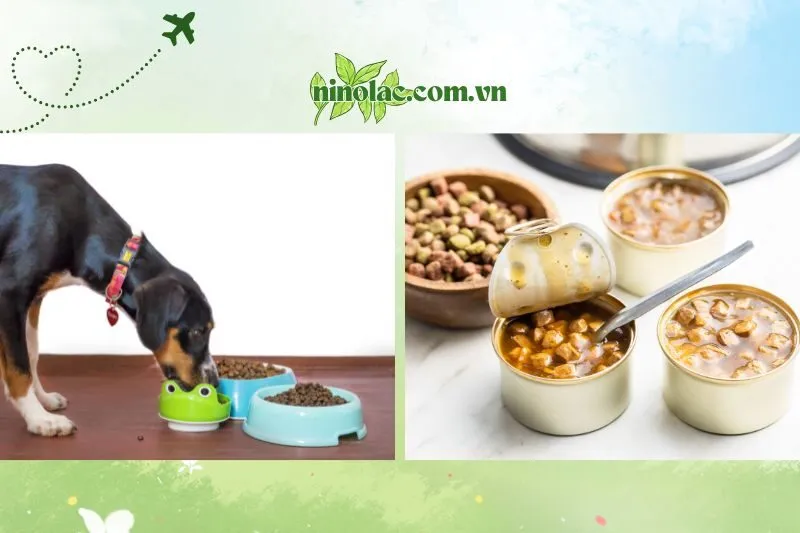 Xem ngay 8 địa chỉ bán thức ăn thú cưng