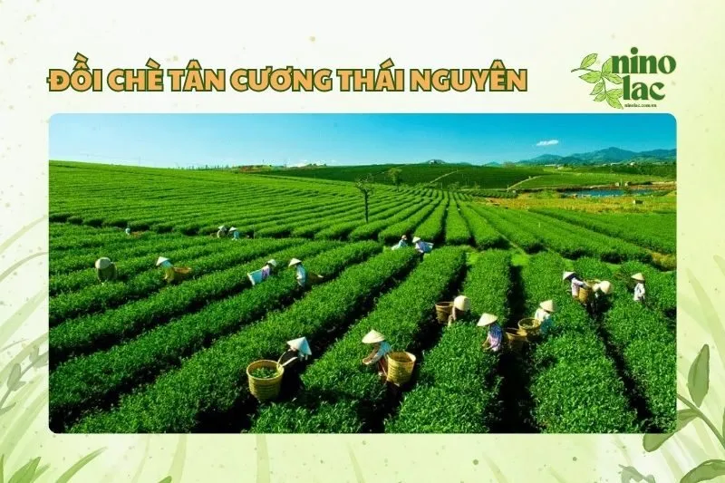 đồi chè tân cương Thái Nguyên