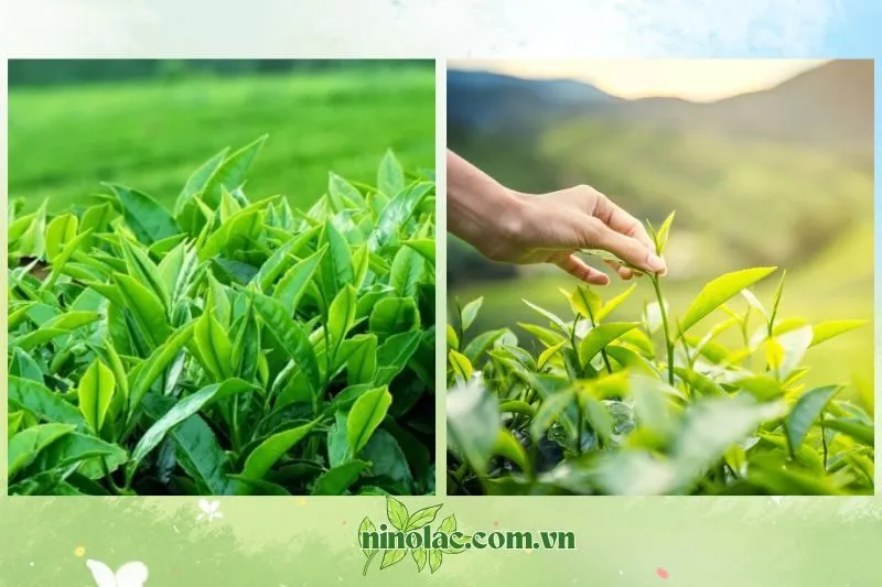Đồi chè Tân Cương – Vị trí và đặc điểm nổi bật