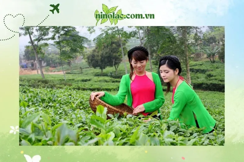 Kinh nghiệm du lịch đồi chè Tân Cương Thái Nguyên