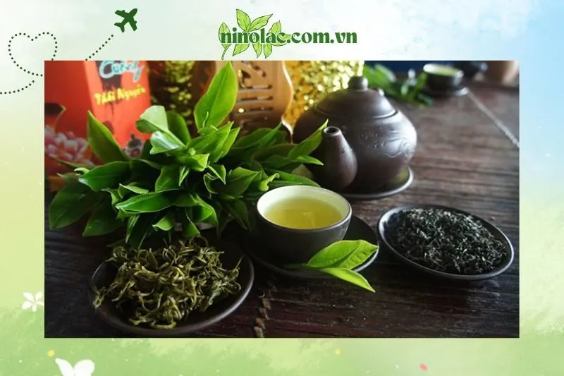 Những lợi ích sức khỏe từ Chè Tân Cương Thái Nguyên