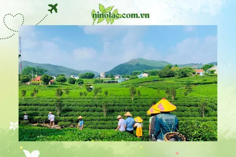 Những trải nghiệm thú vị tại Không gian Văn hóa trà Tân Cương