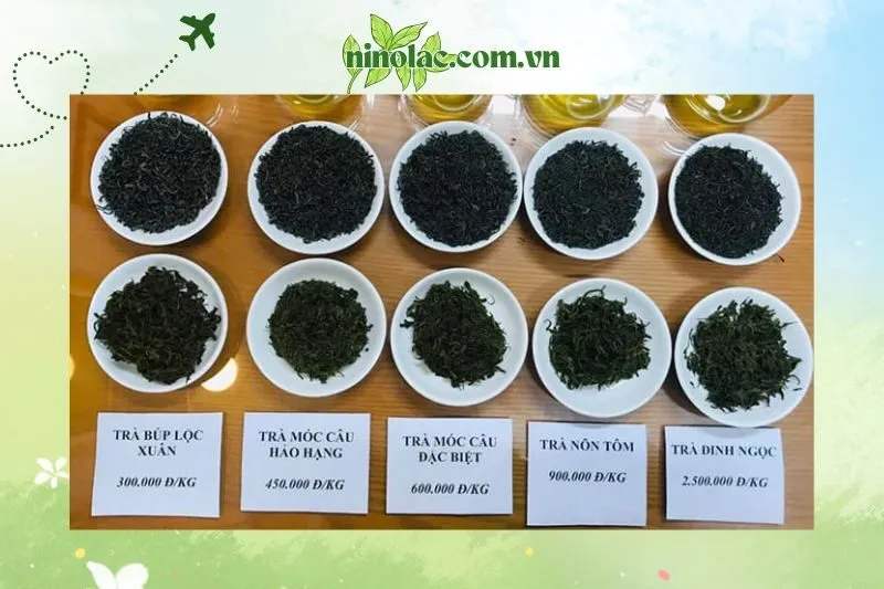 Phân biệt Chè Tân Cương Thái Nguyên với các loại trà khác