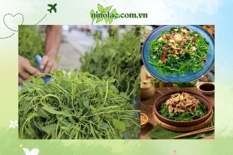 Rau Bò Khai So Với Các Loại Rau Rừng Khác