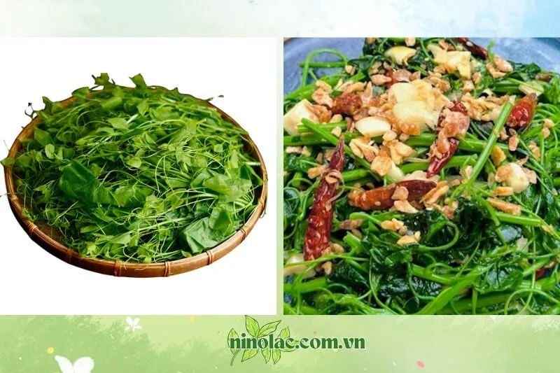 Rau Bò Khai Thái Nguyên Là Gì?