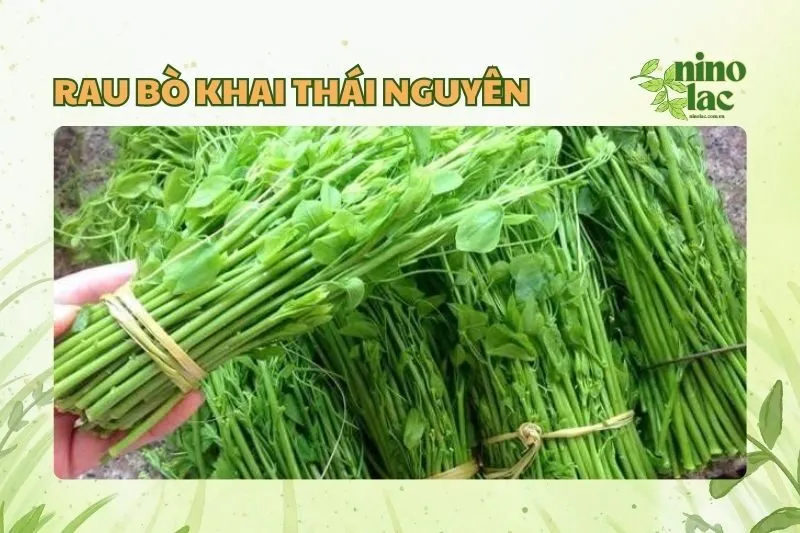 Rau Bò Khai Thái Nguyên