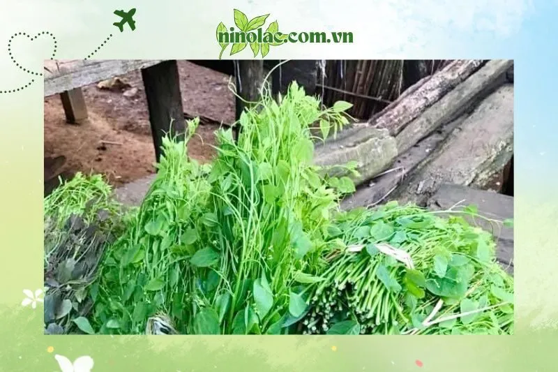 Tác Dụng Chữa Bệnh Của Rau Bò Khai