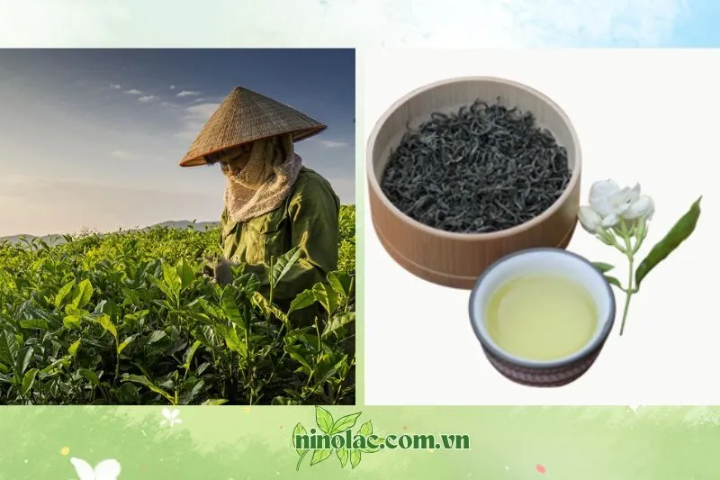 Tổng Quan Chè Tân Cương Thái Nguyên