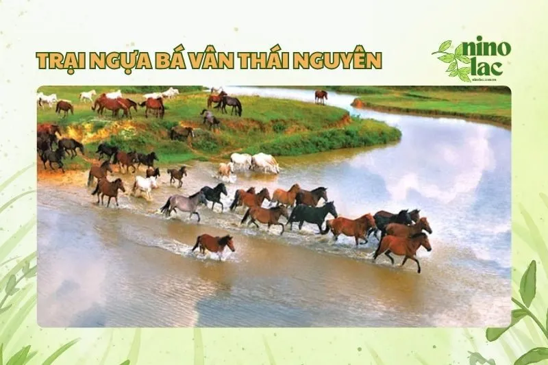 Trại ngựa Bá Vân Thái Nguyên