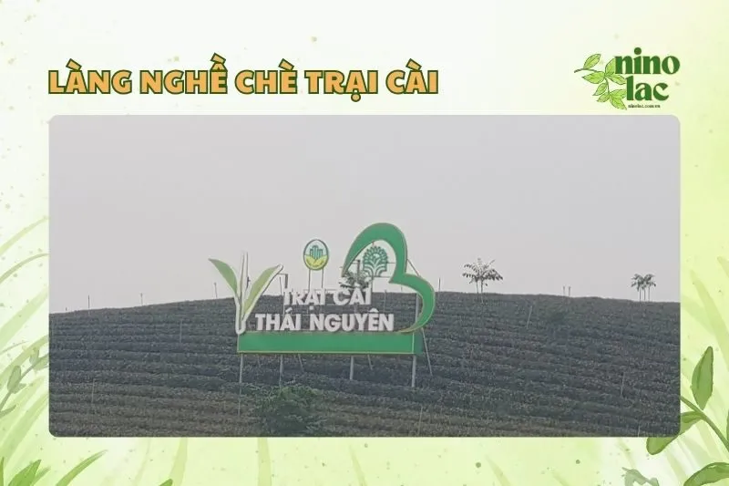 Làng nghề chè Trại Cài Thái Nguyên