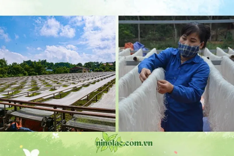 Miến Việt Cường Thái Nguyên - Giới thiệu và Lịch sử