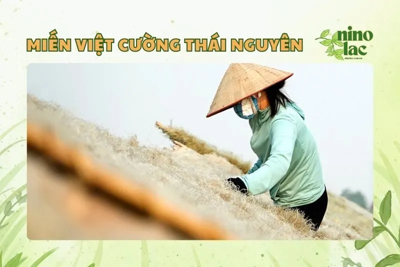 MIẾN VIỆT CƯỜNG THÁI NGUYÊN